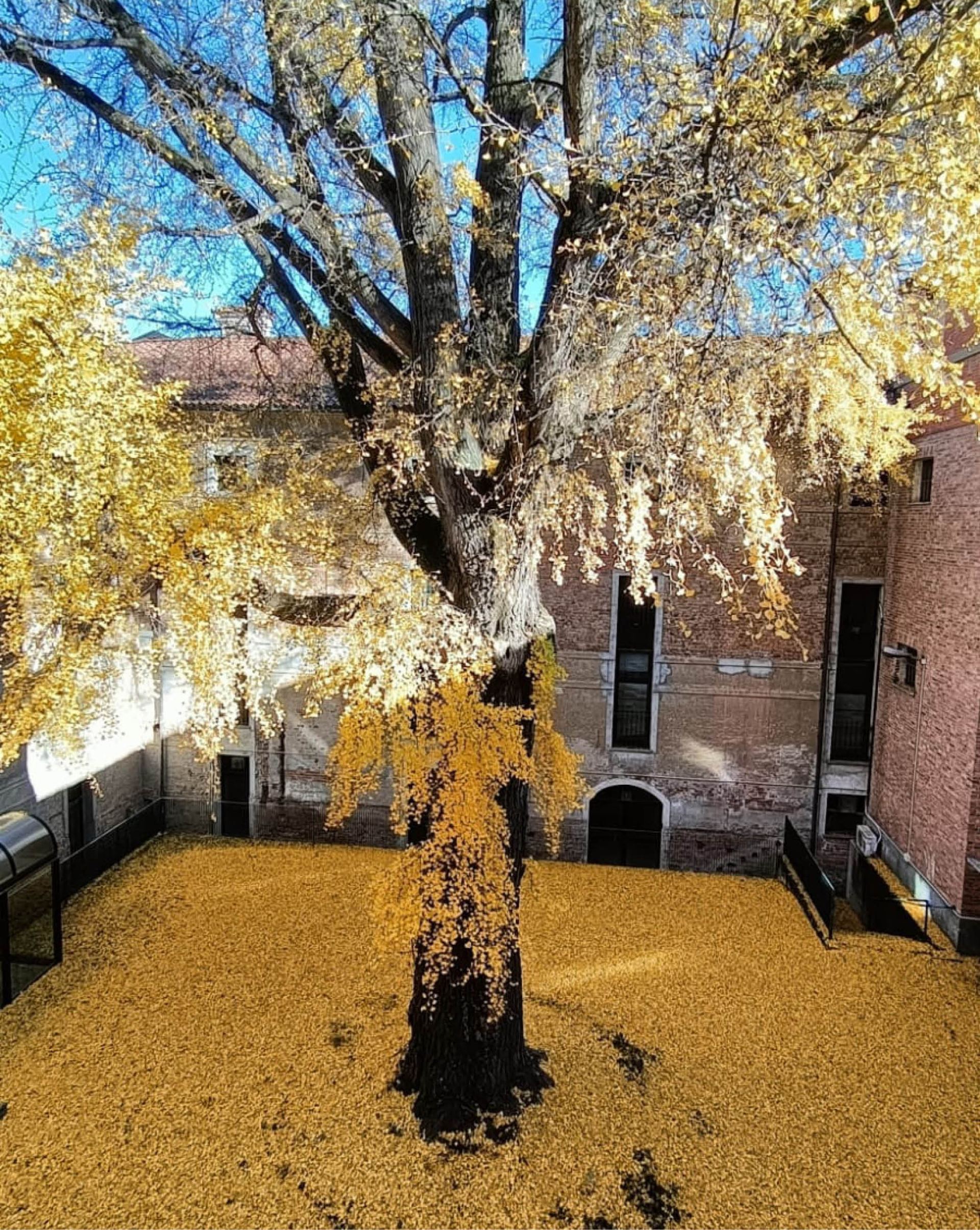Ginkgo Biloba Ospedale Savigliano